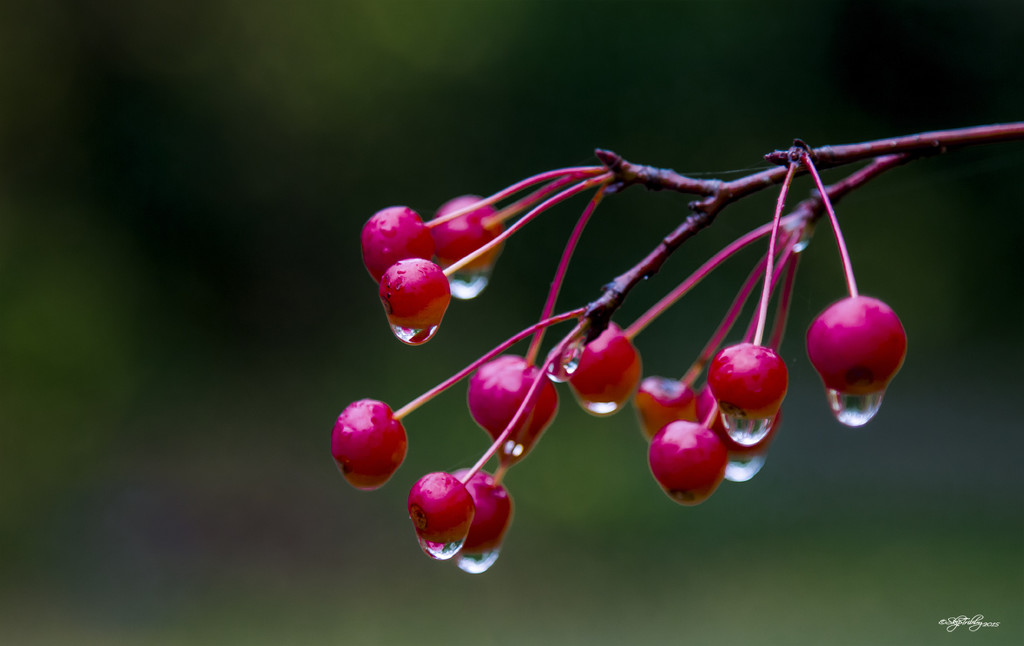 Weeping Crabapples by skipt07