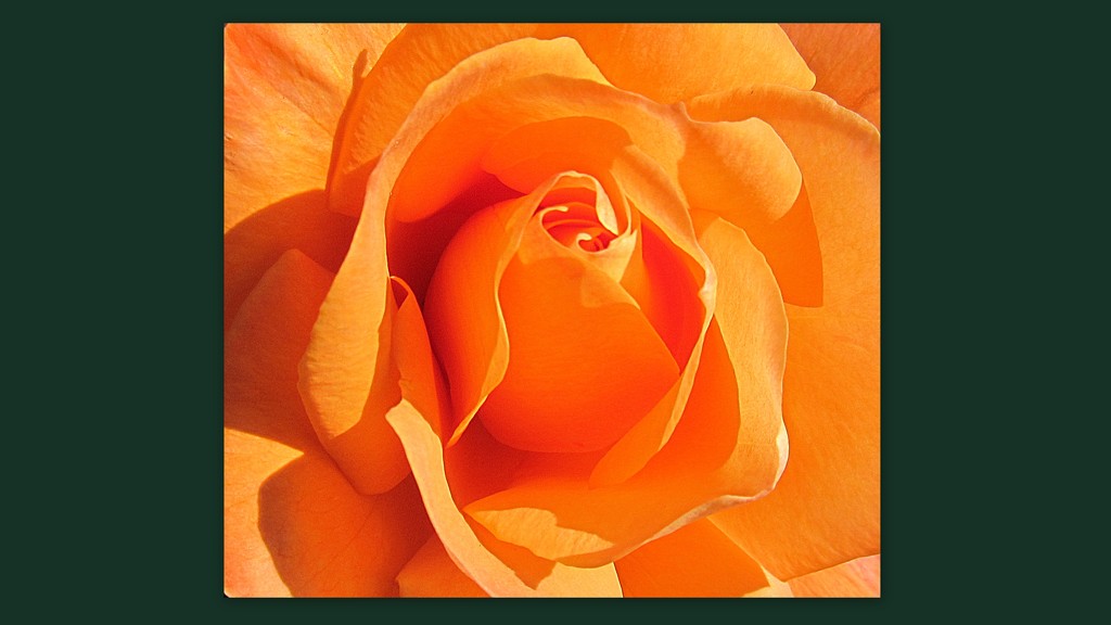 Orange rose. by grace55