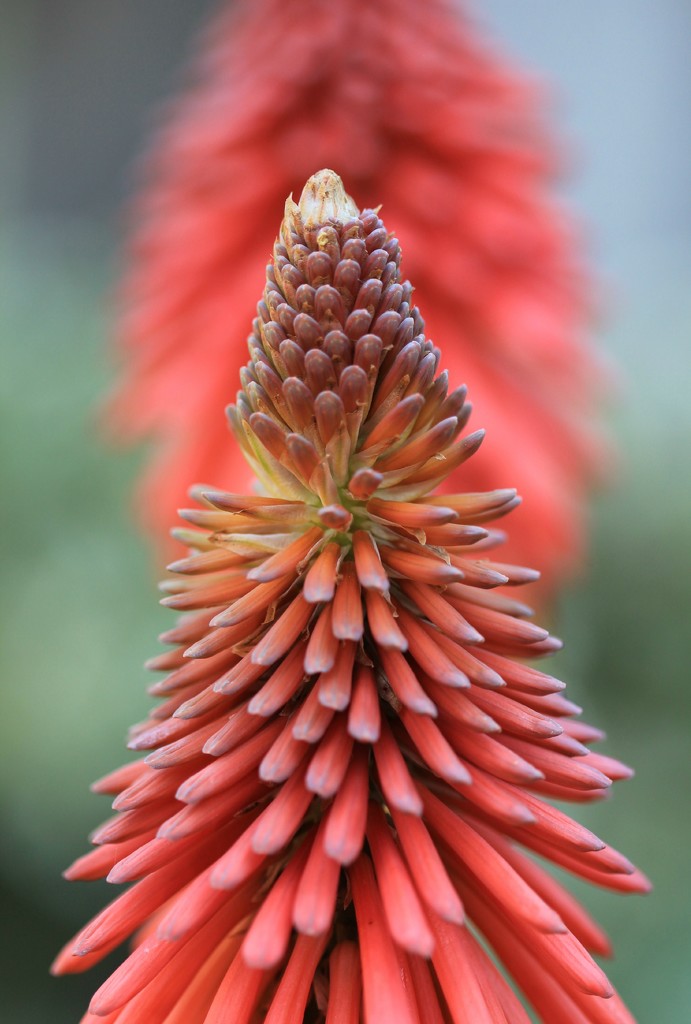 Red hot pokers by judithg