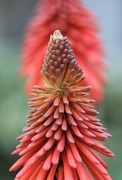 30th Sep 2015 - Red hot pokers