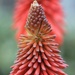 Red hot pokers by judithg