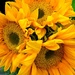 Yellow bouquet! by homeschoolmom