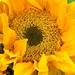 Sunflowers are the only sun I'm seeing! by homeschoolmom