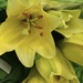 Yellow Lilies! by homeschoolmom