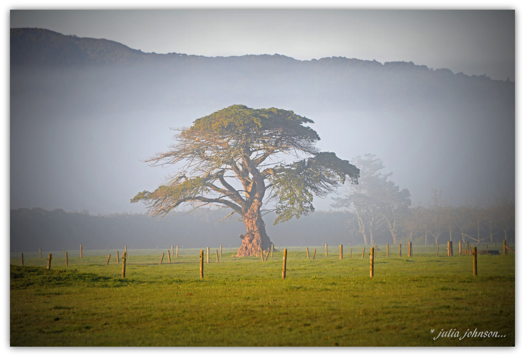 Foggy tree.. by julzmaioro