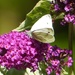 Green Veined White on Buddleia by susiemc