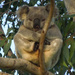 the origin of zen by koalagardens