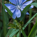 Chicory Protrait by rminer