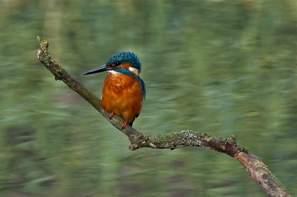 KINGFISHER by markp