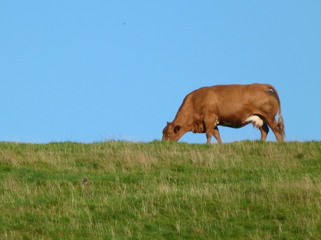 A cow on a hill.  by shirleybankfarm