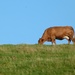 A cow on a hill.  by shirleybankfarm