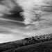 Cows on a hill by davidrobinson