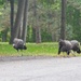 Turkey's are Back by frantackaberry