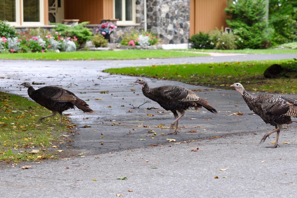 Thanksgiving Dinner on the Prowl by frantackaberry