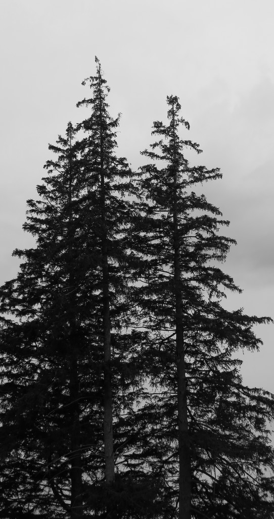 Evergreens in Black and White by april16