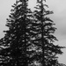 Evergreens in Black and White by april16