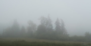17th Sep 2015 - Trees in Fog