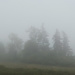 Trees in Fog by april16