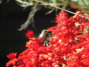 29th Sep 2015 - Hummingbird And Red Flowers