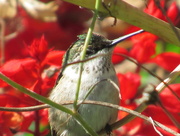 30th Sep 2015 - Hummingbird Resting