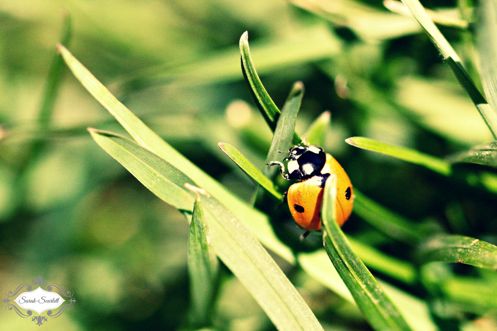 Ladybug by sarahlh