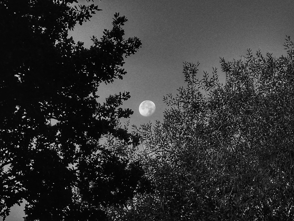 Trees and Moon by mattjcuk