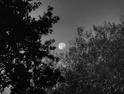 30th Sep 2015 - Trees and Moon