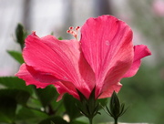 2nd Sep 2015 - Pink Flower