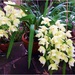White Cymbidium Orchid. by happysnaps