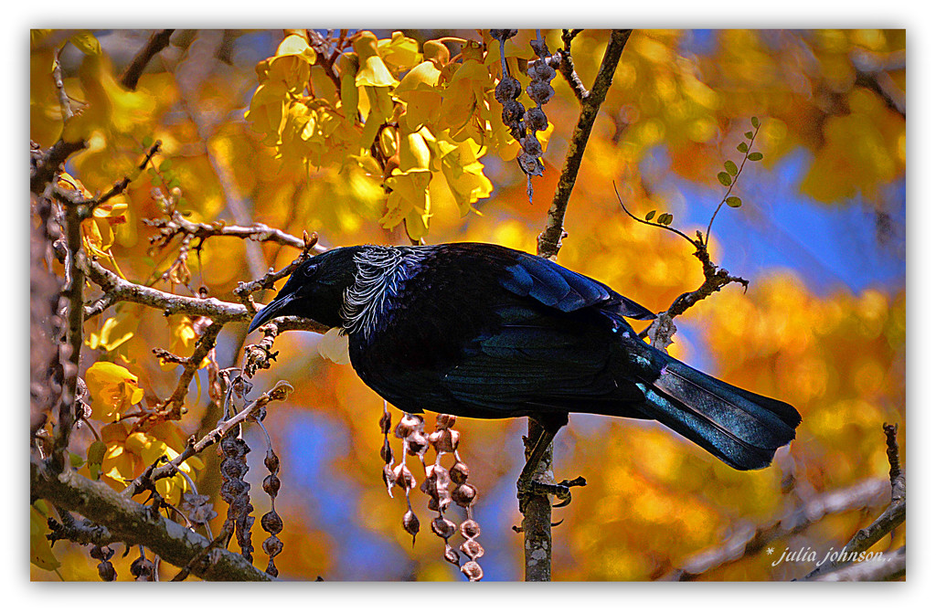 Tui in the Kowhai by julzmaioro