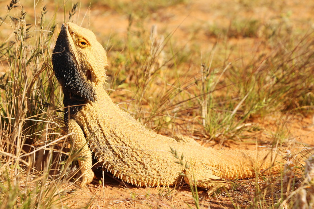 Central Bearded Dragon 1 by terryliv