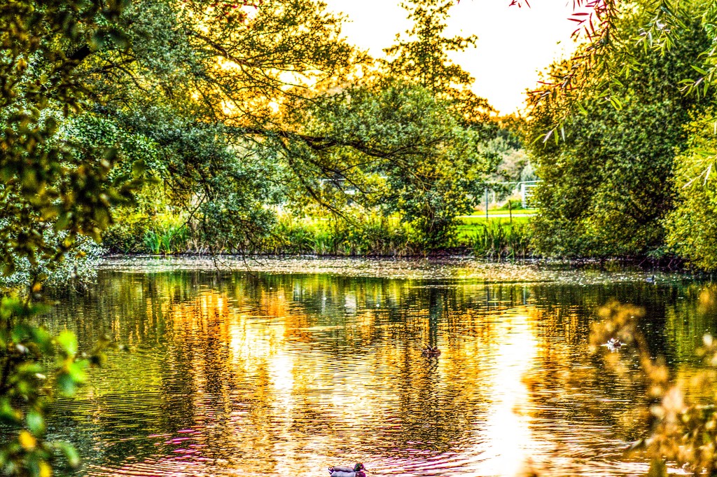 On Golden Pond by stuart46