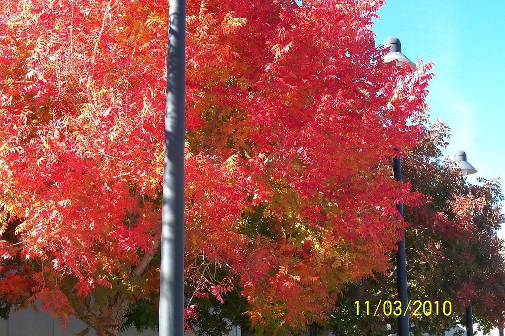 autumn by jnadonza