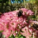 Bee feast by shirleybankfarm