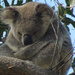 deeply zen by koalagardens