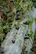 1st Oct 2015 - just berries in the backyard