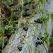 just berries in the backyard by jackies365