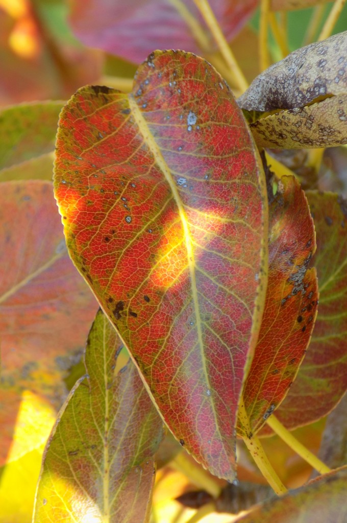 Autumn pear leaf by flowerfairyann