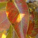 Autumn pear leaf by flowerfairyann