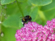1st Oct 2015 -  White Tailed Bumble Bee