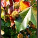 Autumn fruit and leaves  by beryl