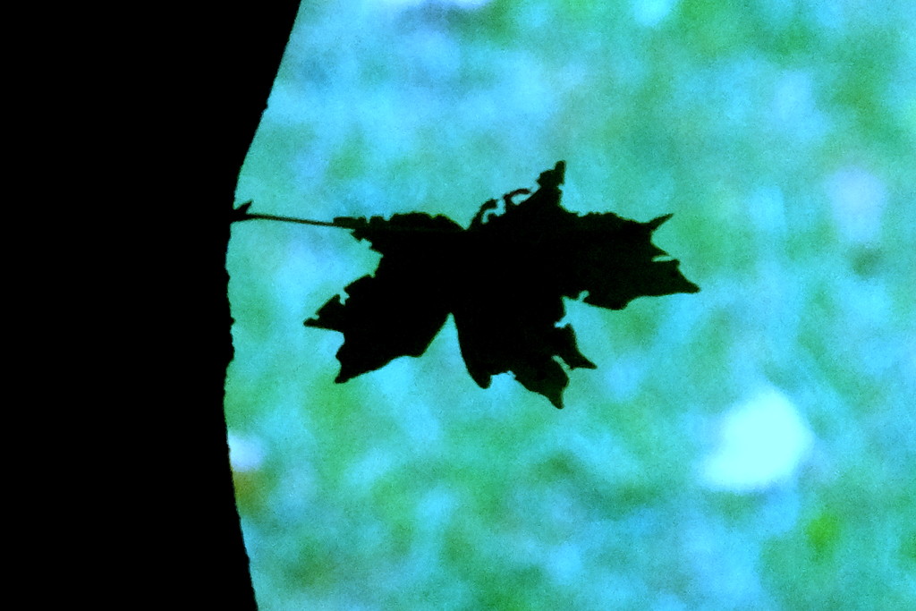 Happy Day 8 - Leaf by linnypinny