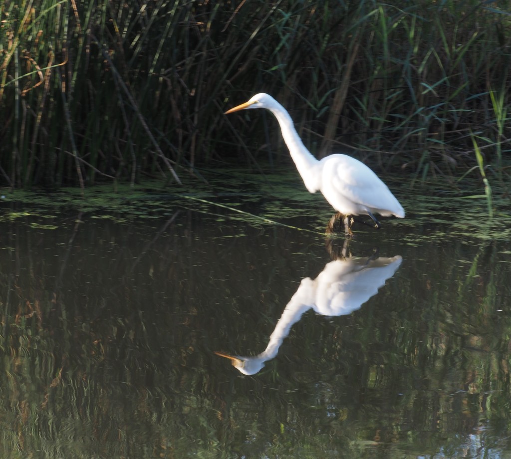 White Egret by selkie