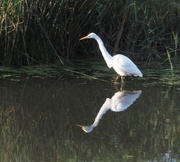1st Oct 2015 - White Egret