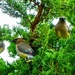 Cedar Waxwings by soylentgreenpics