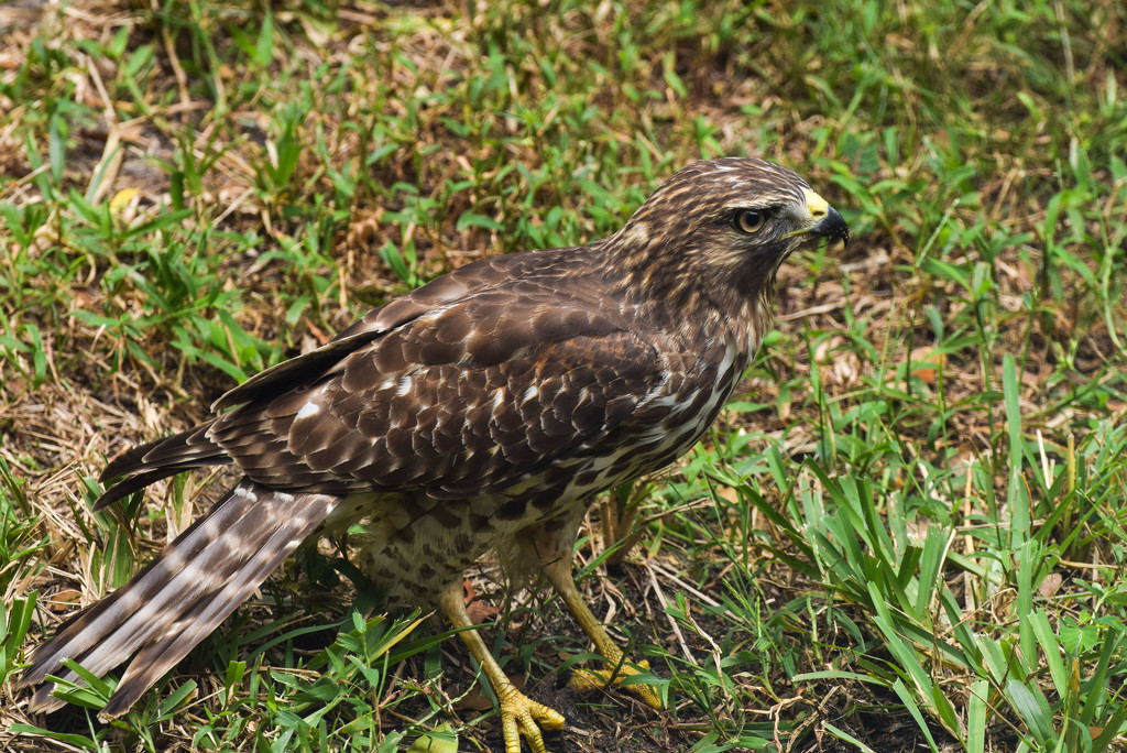 Another Hawk by rickster549