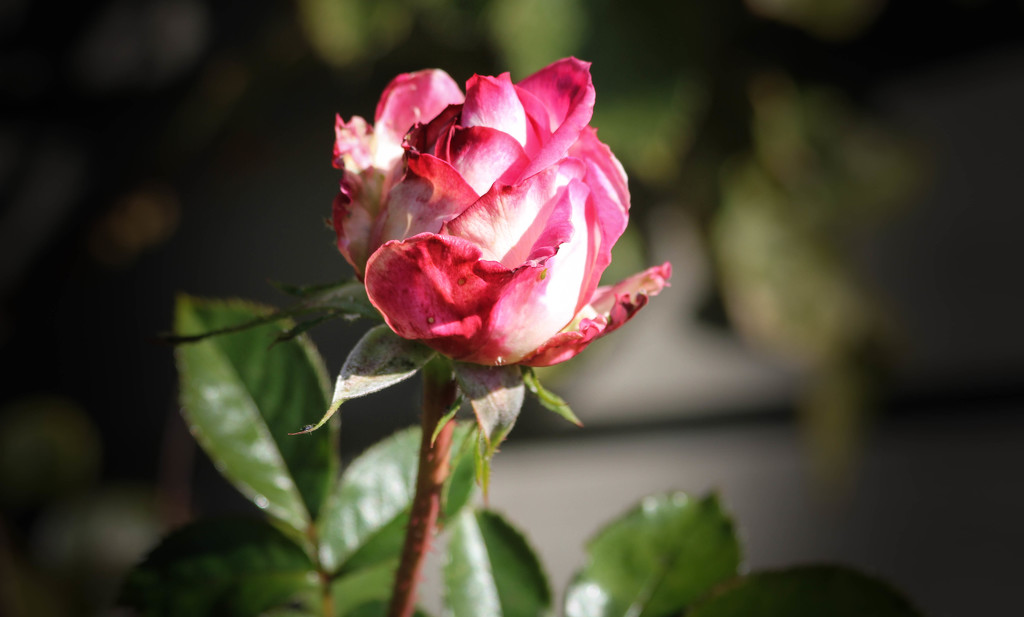 ~A Rose in my Garden~ by crowfan