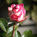 ~A Rose in my Garden~ by crowfan