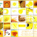 Month of Yellow by olivetreeann