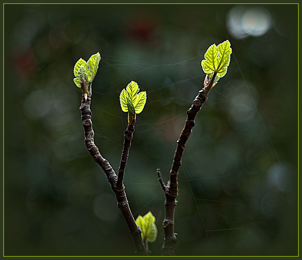 Spring leaves by dide